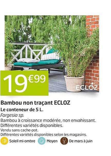 Bambou non traçant ECLOZ