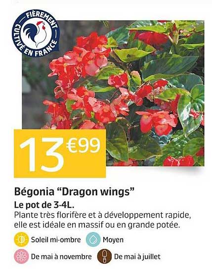 Bégonia "Dragon wings"