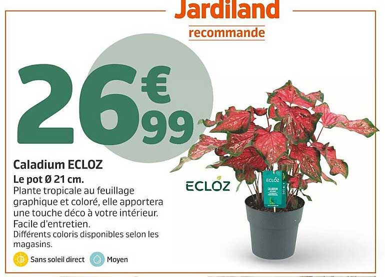 Caladium ECLOZ
