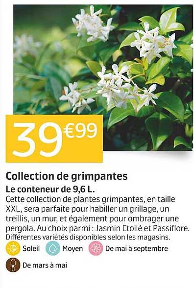 Collection de grimpantes