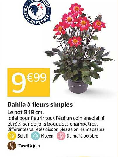 Dahlia à fleurs simples