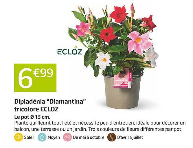 Dipladénia “Diamantina” tricolore ECLOZ