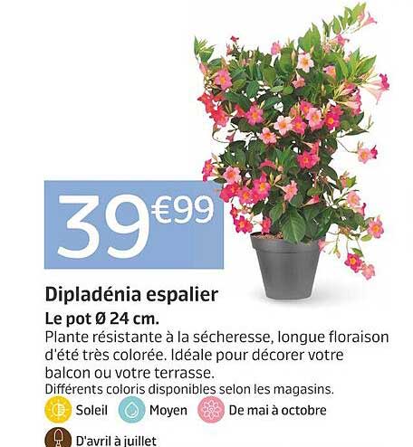 Dipladénia espalier