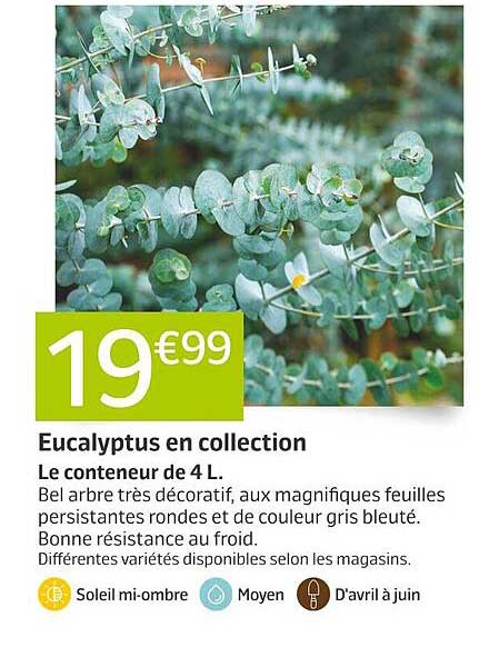 Eucalyptus en collection