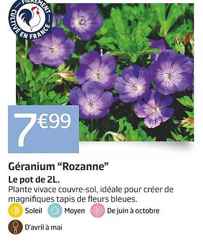 Géranium “Rozanne”
