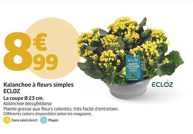 Kalanchoe à fleurs simples Ecloz