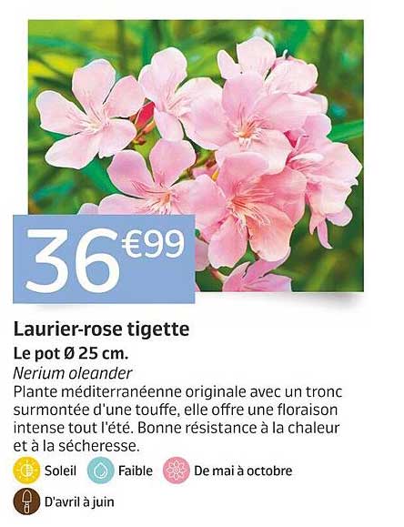 Laurier-rose tigette