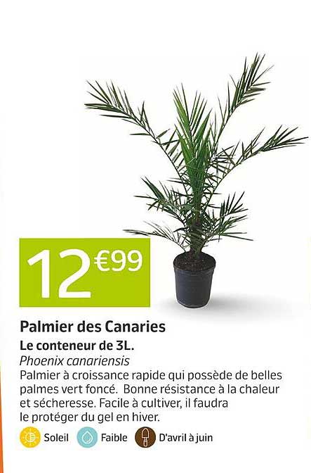 Palmier des Canaries