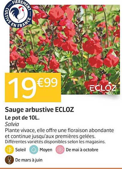 Sauge arbustive ECLOZ