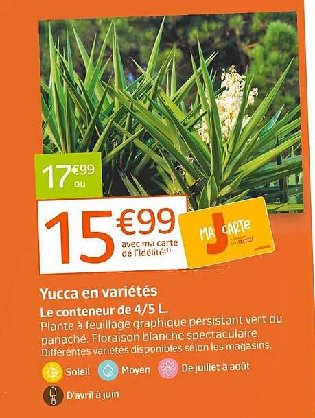 Yucca en variétés