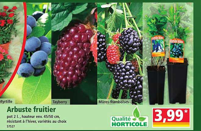 Arbuste fruitier