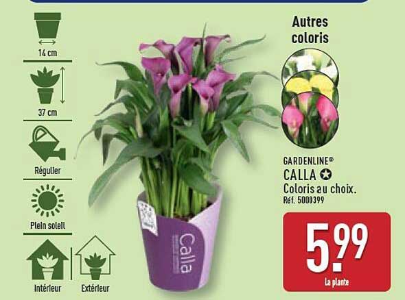 CALLA Coloris au choix