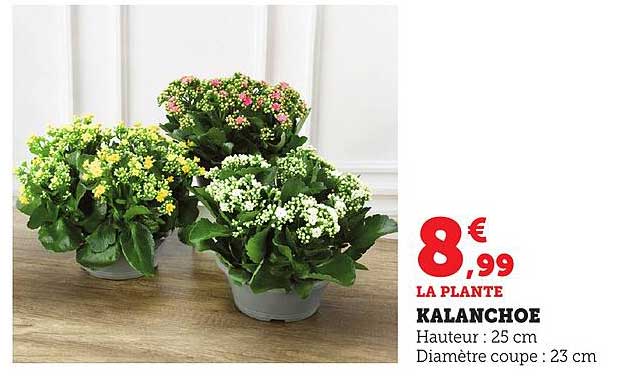 LA PLANTE KALANCHOE