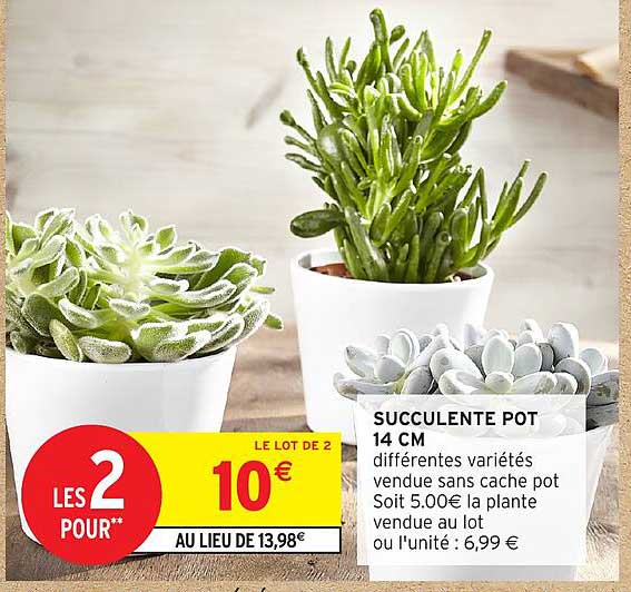 SUCCULENTE POT 14 CM