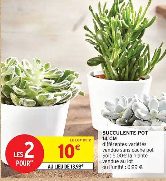 SUCCULENTE POT 14 CM