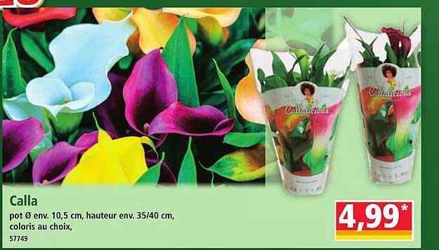 Calla