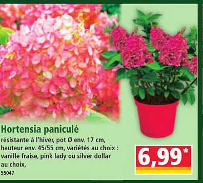 Hortensia paniculé