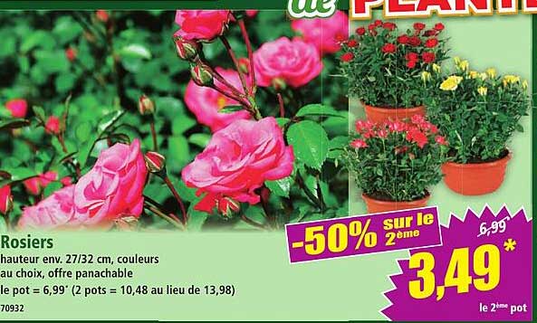 Rosiers