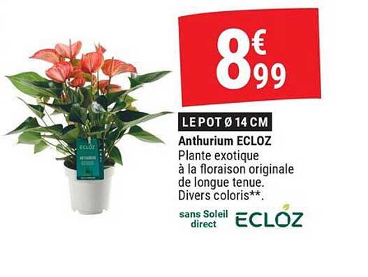 Anthurium ECLOZ