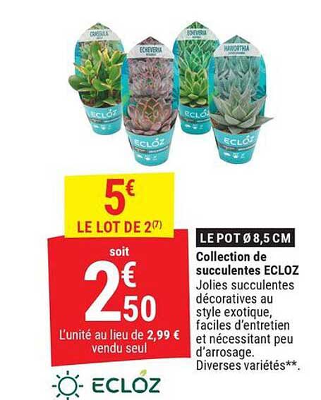 Collection de succulentes ECLOZ