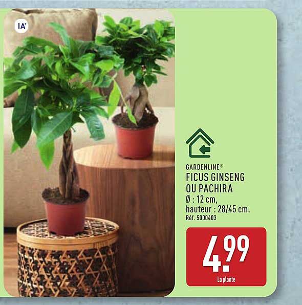 FICUS GINSENG OU PACHIRA