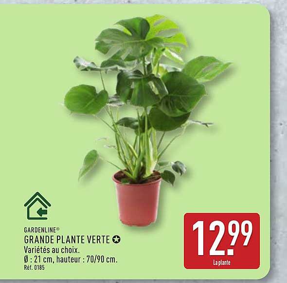 GRANDE PLANTE VERTE
