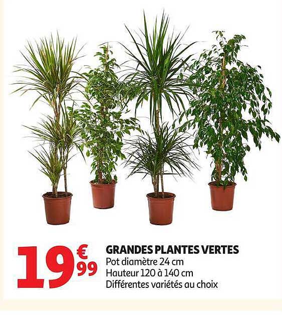 GRANDES PLANTES VERTES