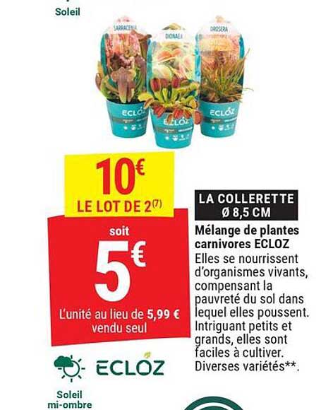 LA COLLERETTE Ø 8,5 CM Mélange de plantes carnivores ECLOZ