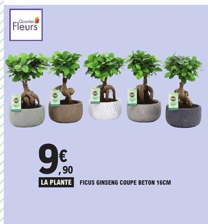 LA PLANTE FICUS GINSENG COUPE BETON 16CM