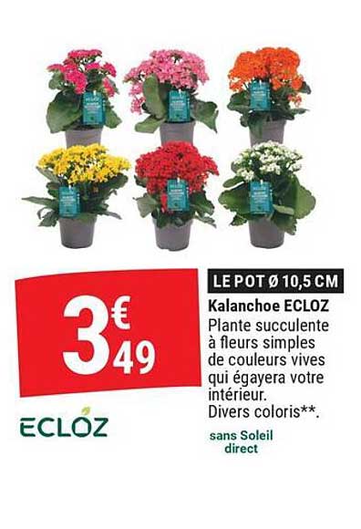 LE POT Ø 10,5 CM Kalanchoe ECLOZ Plante succulente à fleurs simples de couleurs vives qui égayera votre intérieur. Divers coloris**. sans Soleil direct