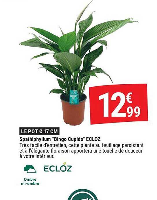 LE POT Ø 17 CM Spathiphyllum "Bingo Cupido" ECLOZ