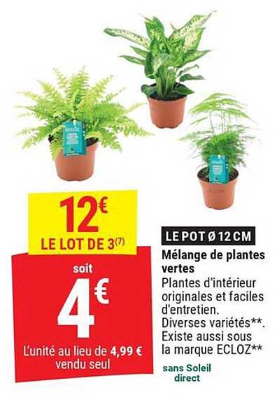 LE POT Ø12 CM Mélange de plantes vertes
