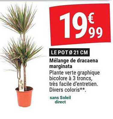 Mélange de dracaena marginata