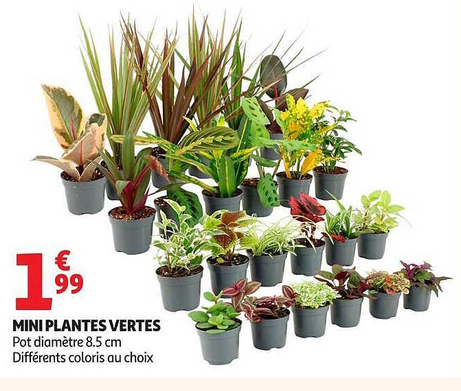 MINIPLANTES VERTES