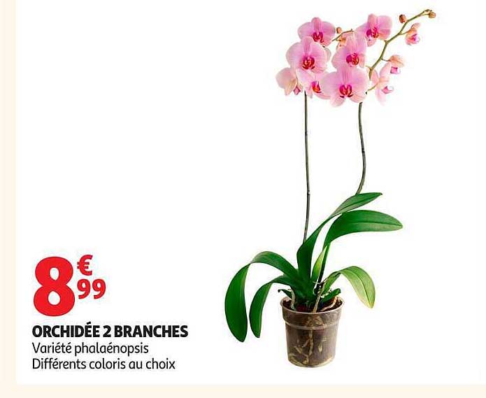 ORCHIDÉE 2 BRANCHES