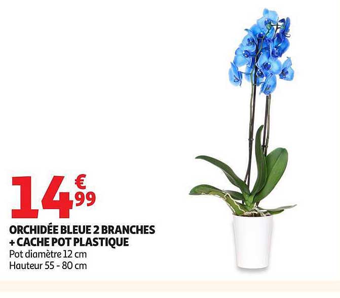 ORCHIDÉE BLEUE 2 BRANCHES + CACHE POT PLASTIQUE