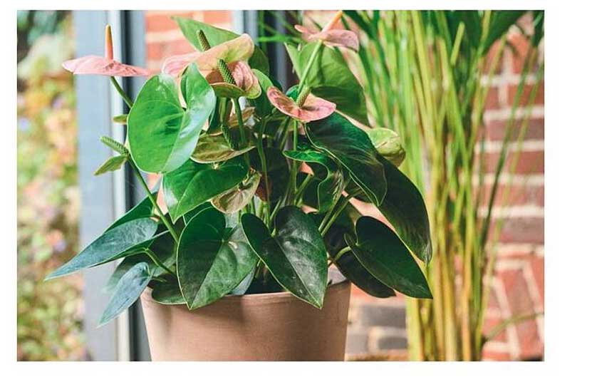 Plante verte en pot