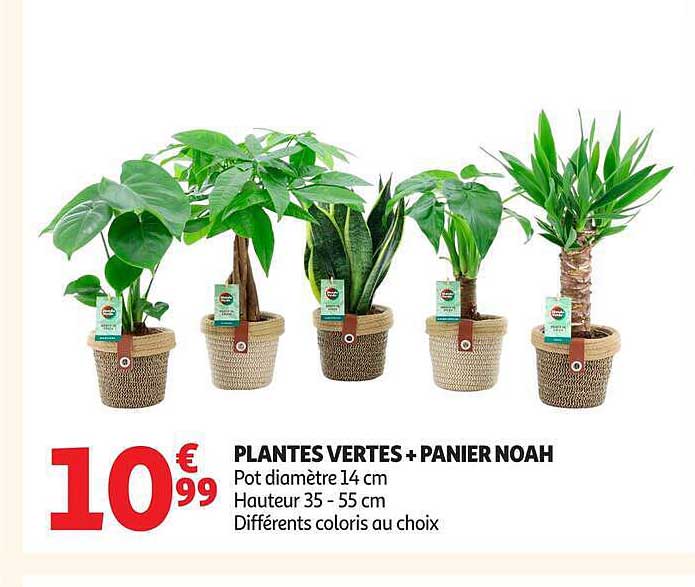 PLANTES VERTES + PANIER NOAH