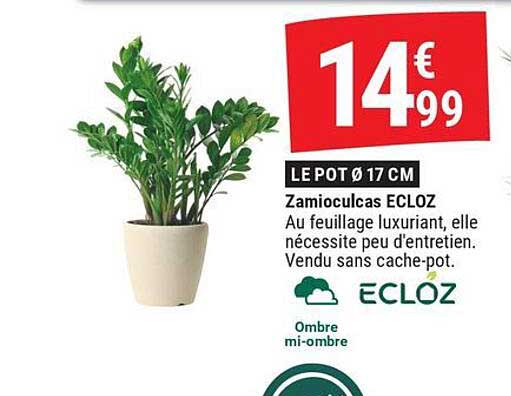 Zamioculcas ECLOZ