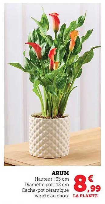 ARUM