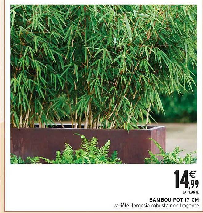 BAMBOU POT 17 CM