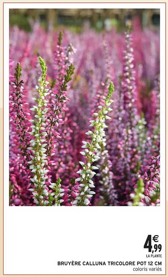 BRUYÈRE CALLUNA TRICOLORE POT 12 CM