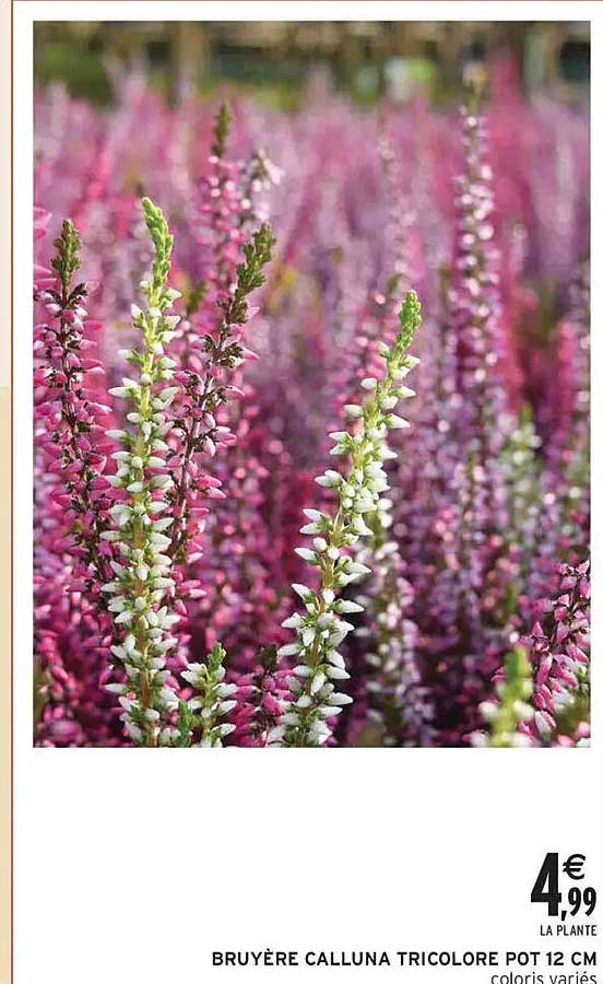 BRUYÈRE CALLUNA TRICOLORE POT 12 CM