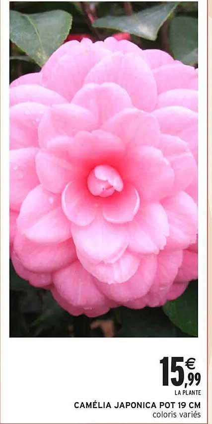 CAMÉLIA JAPONICA POT 19 CM coloris variés