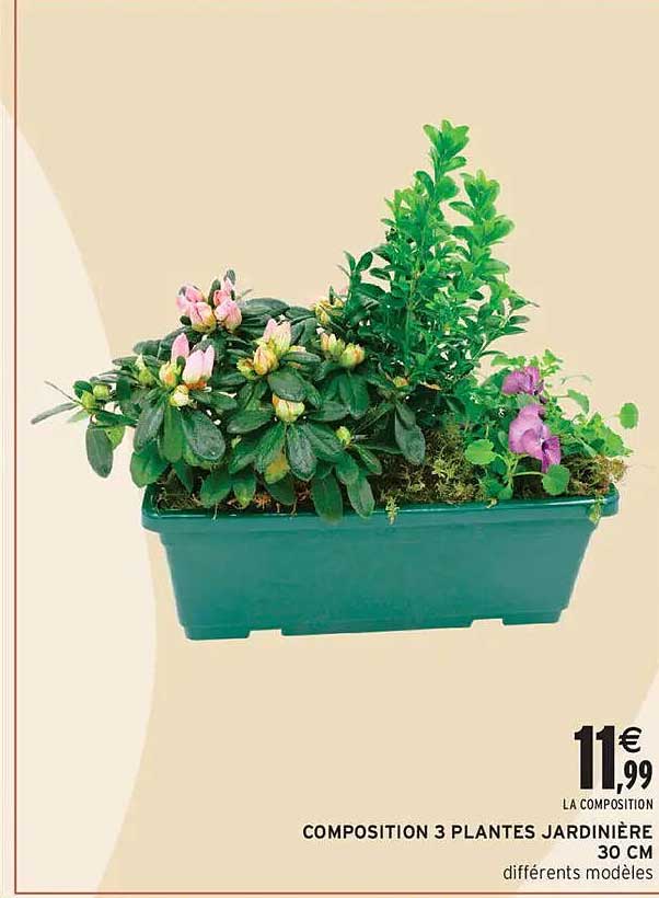 COMPOSITION 3 PLANTES JARDINIÈRE 30 CM