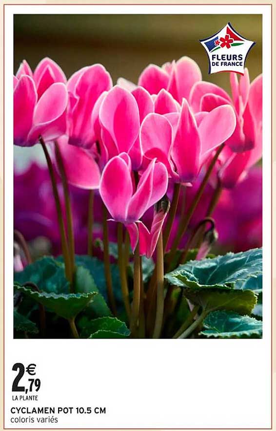 CYCLAMEN POT 10.5 CM coloris variés