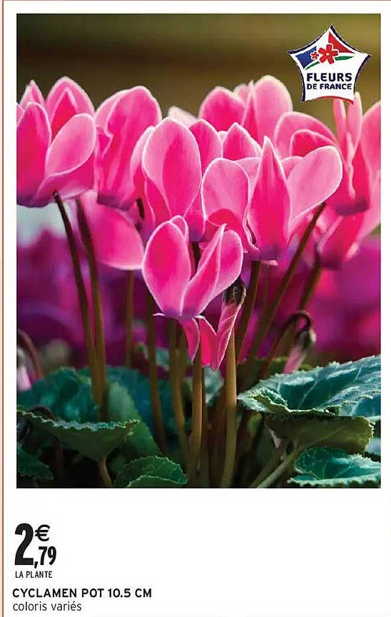 CYCLAMEN POT 10.5 CM coloris variés