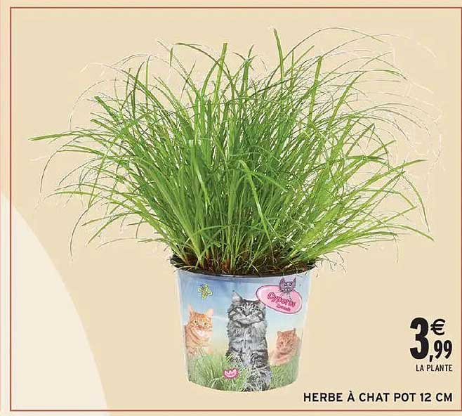 HERBE À CHAT POT 12 CM