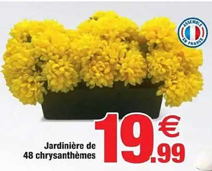Jardinière de 48 chrysanthèmes