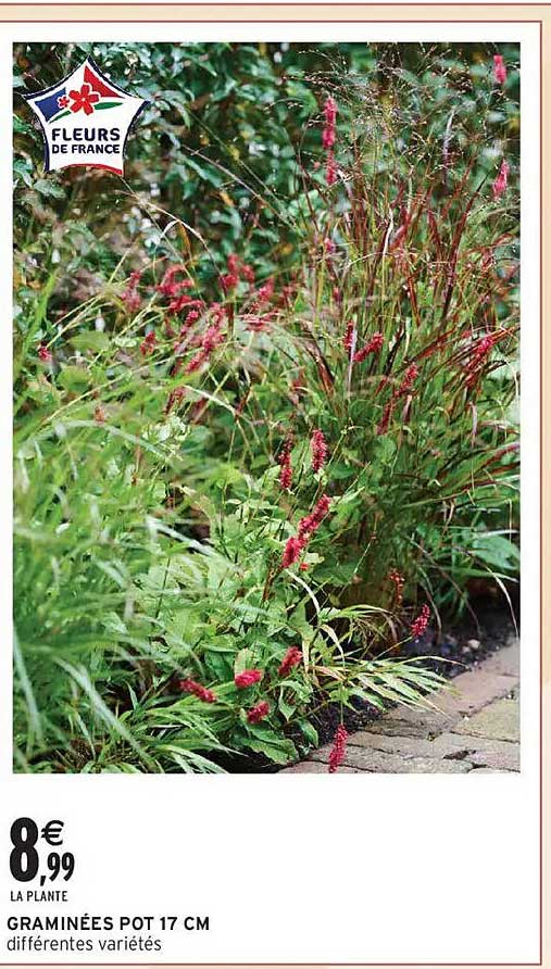 LA PLANTE GRAMINÉES POT 17 CM différentes variétés